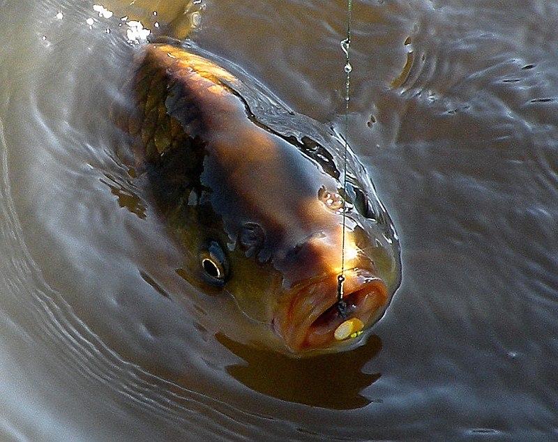 fishing 2 - 152331524013649368441257178899n.jpg